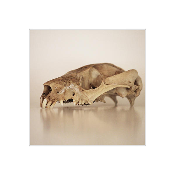 The Ridou Report Possum Skull
