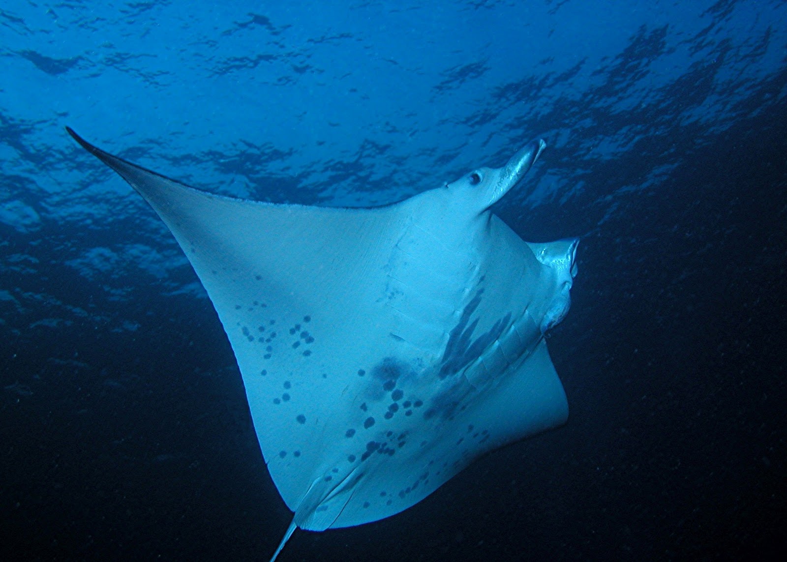 Summer Success at Jack's Diving Locker Teen Jack's