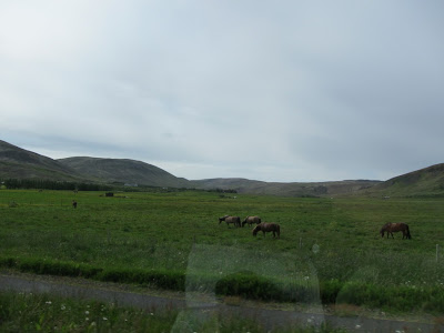 Horses in Iceland