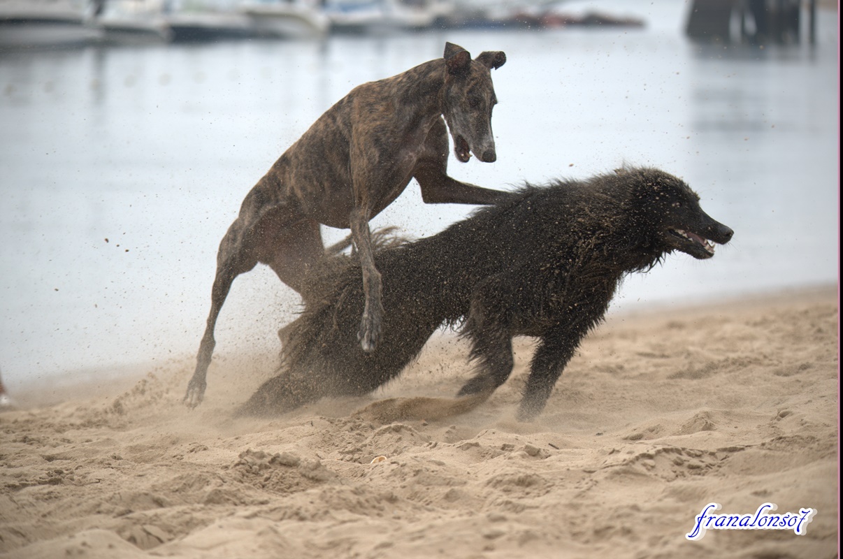 Pastor Belga jugano con un Galgo