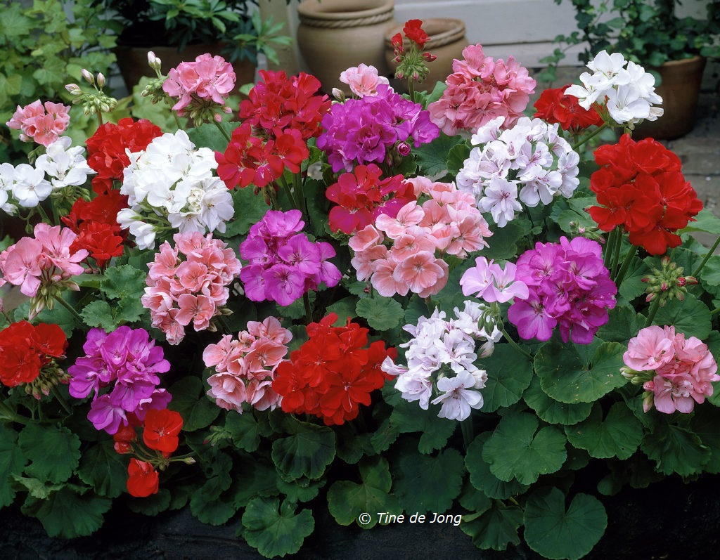 pelargonium tuin schoonheden van het leven geraniums tuin vol liefde pelargonium tuin schoonheden van het leven geraniums tuin vol liefde