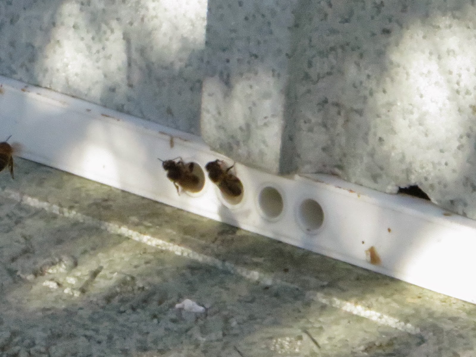 bees in winter