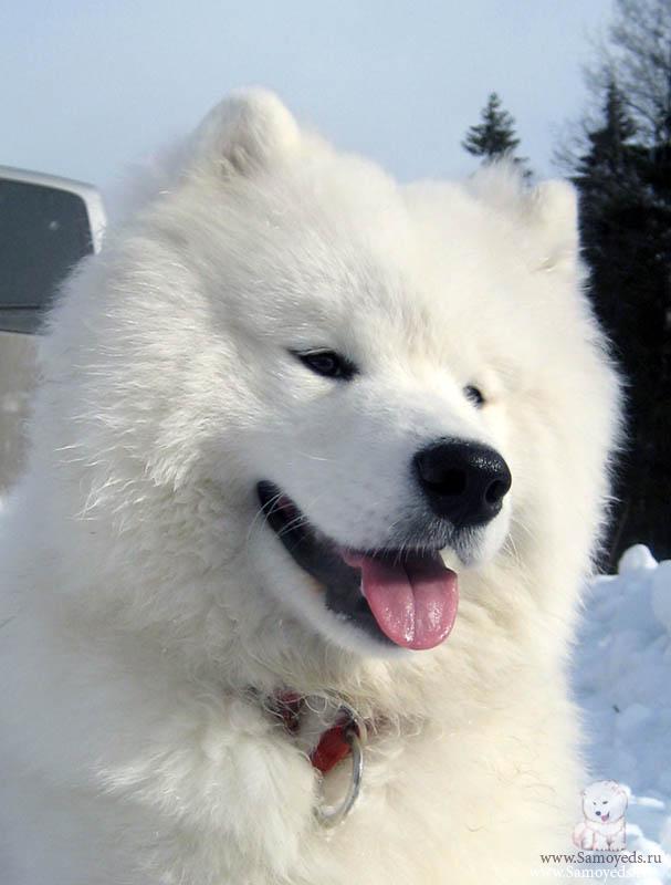 Beautiful Wallpapers: Dogs Wallpapers