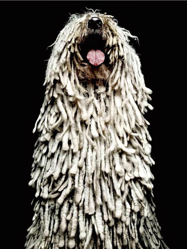 Pet's We Love Top 5 Strangest Looking Dog Breeds