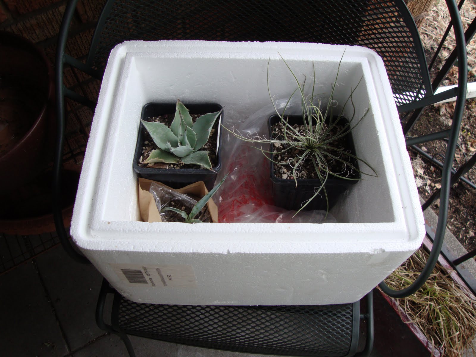 danger garden One easy way to protect your tender plants…