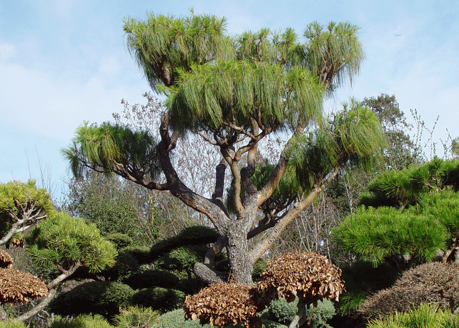 Eden By The Bay: Hayward Japanese Garden
