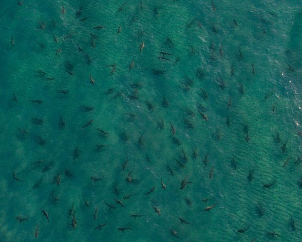 هل رأيت اسماك القرش عن قرب  Sharks+Close+Up+Pictures+%25284%2529