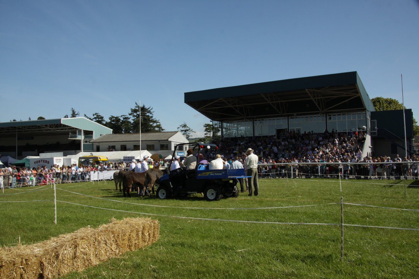Peach and Thistle Ireland! Donkey Derby!!