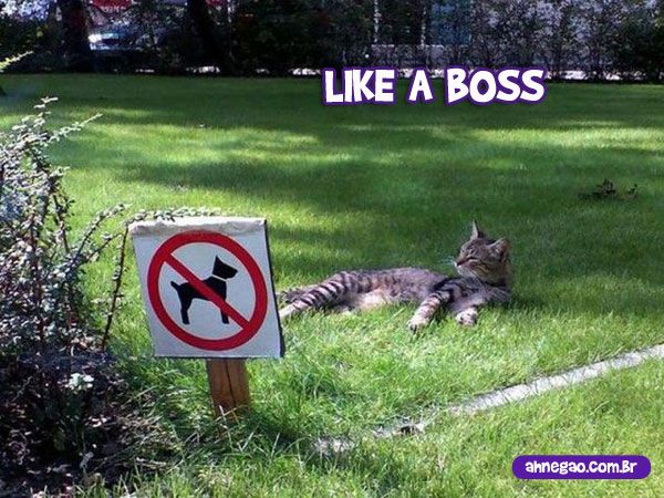 like-a-boss-1%255B1%255D.jpg