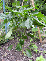 Pepper plant in the garden