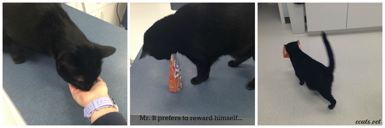 Exclusively Cats Veterinary Hospital Blog How to give your cat medication