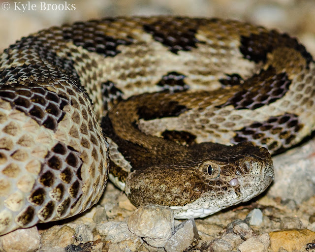 Ohio Nature Timber Rattlesnake!