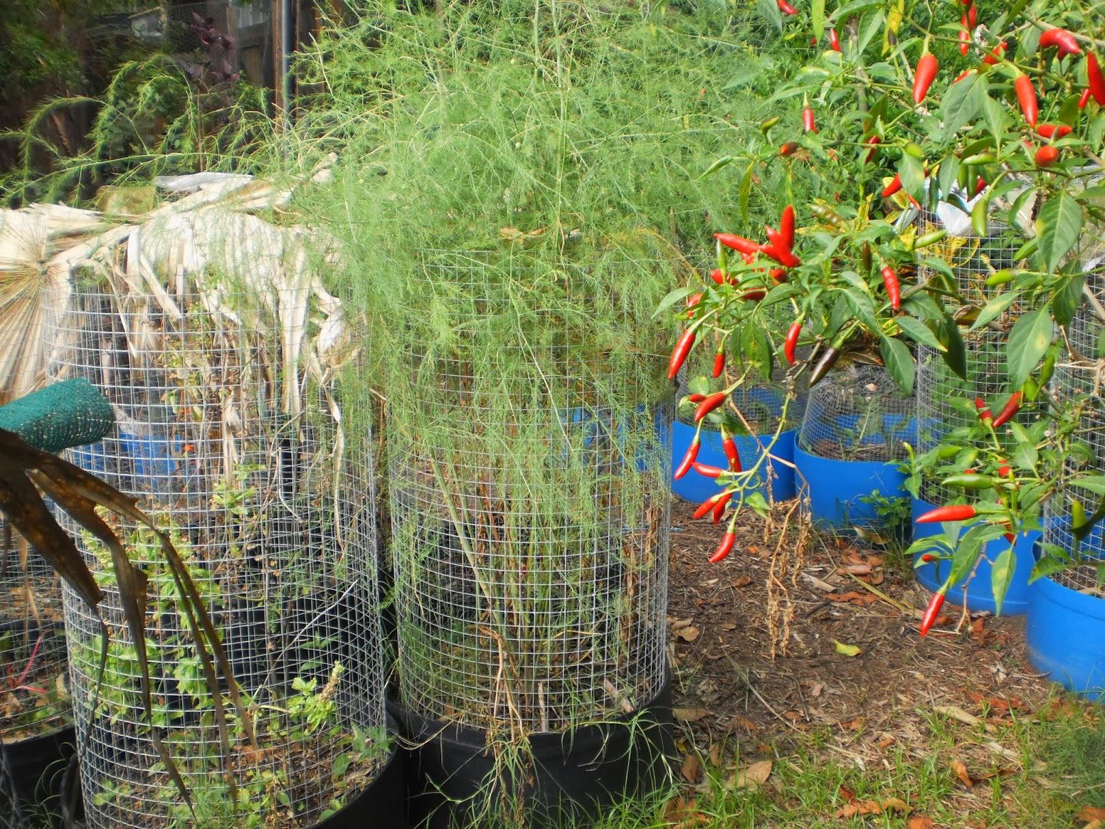 Growing Asparagus In Brisbane For Beginners