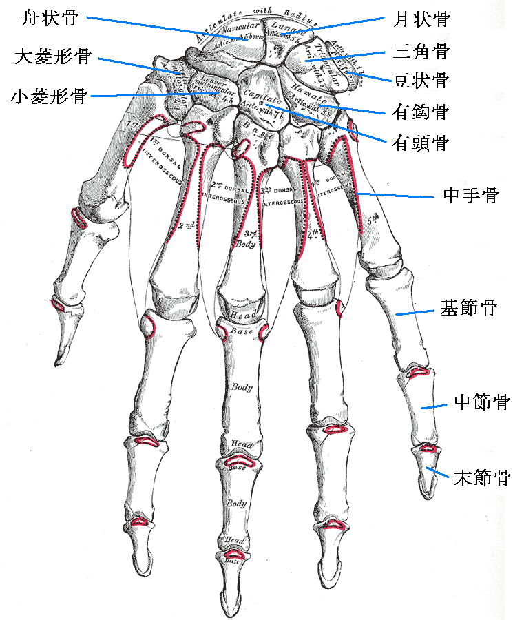 anatomy of hand carpal bones