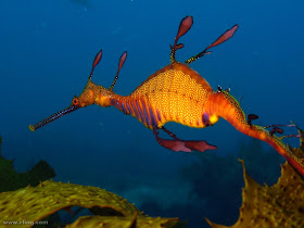 Male Esperance Toggle switch Western Australia 3dRose lsp_46258_2 Weedy Sea Dragon Male Esperance Toggle switch Western Australia 3dRose lsp_46258_2 Weedy Sea Dragon