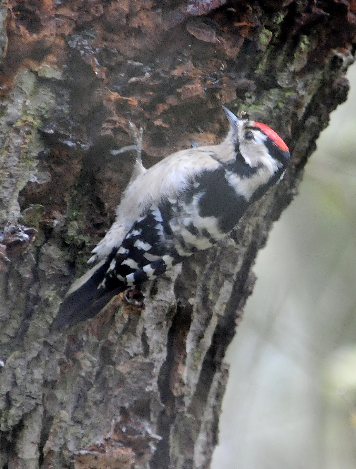 Anthony's Birding Blog: Lesser Spotted Woodpecker