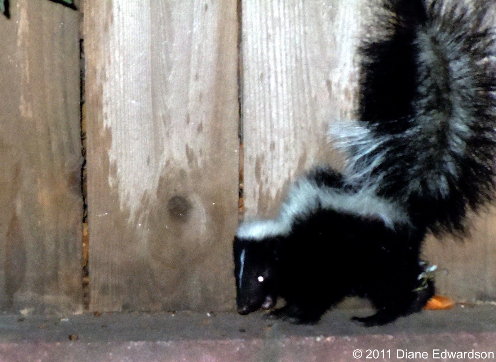 skunk walking