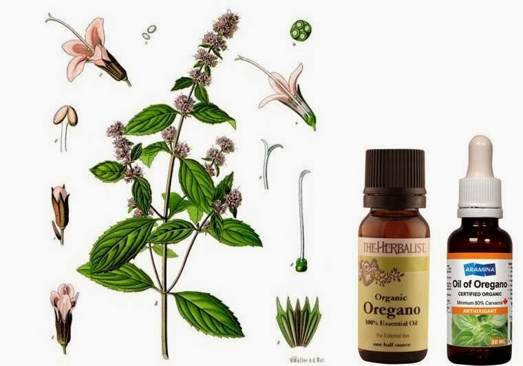 Ottawa Valley Dog Whisperer Ringworm Natural Herbal Home Remedies