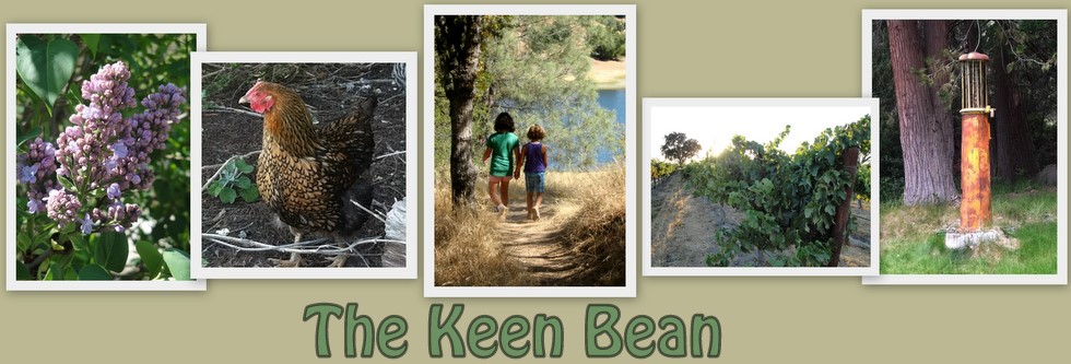 The Keen Bean