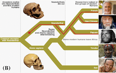 Neanderthal_Sapiens_Interbreeding.gif