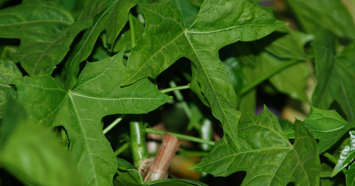 MMEPYA Planta de Chaya (Cnidoscolus Chayamansa)