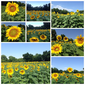 The sunflower fields in Knoxville