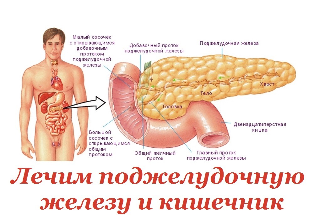 Поджелудочная Железа И Лишний Вес