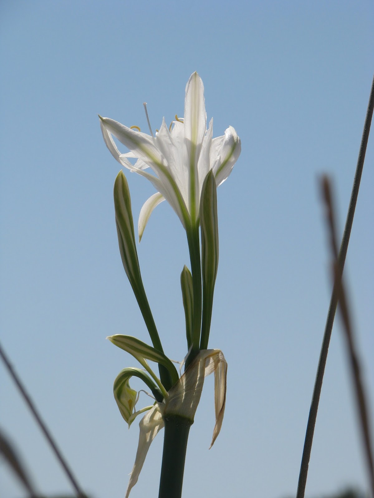 Of sea Daffodil (Pancratium maritimum) Discovering Kos and the