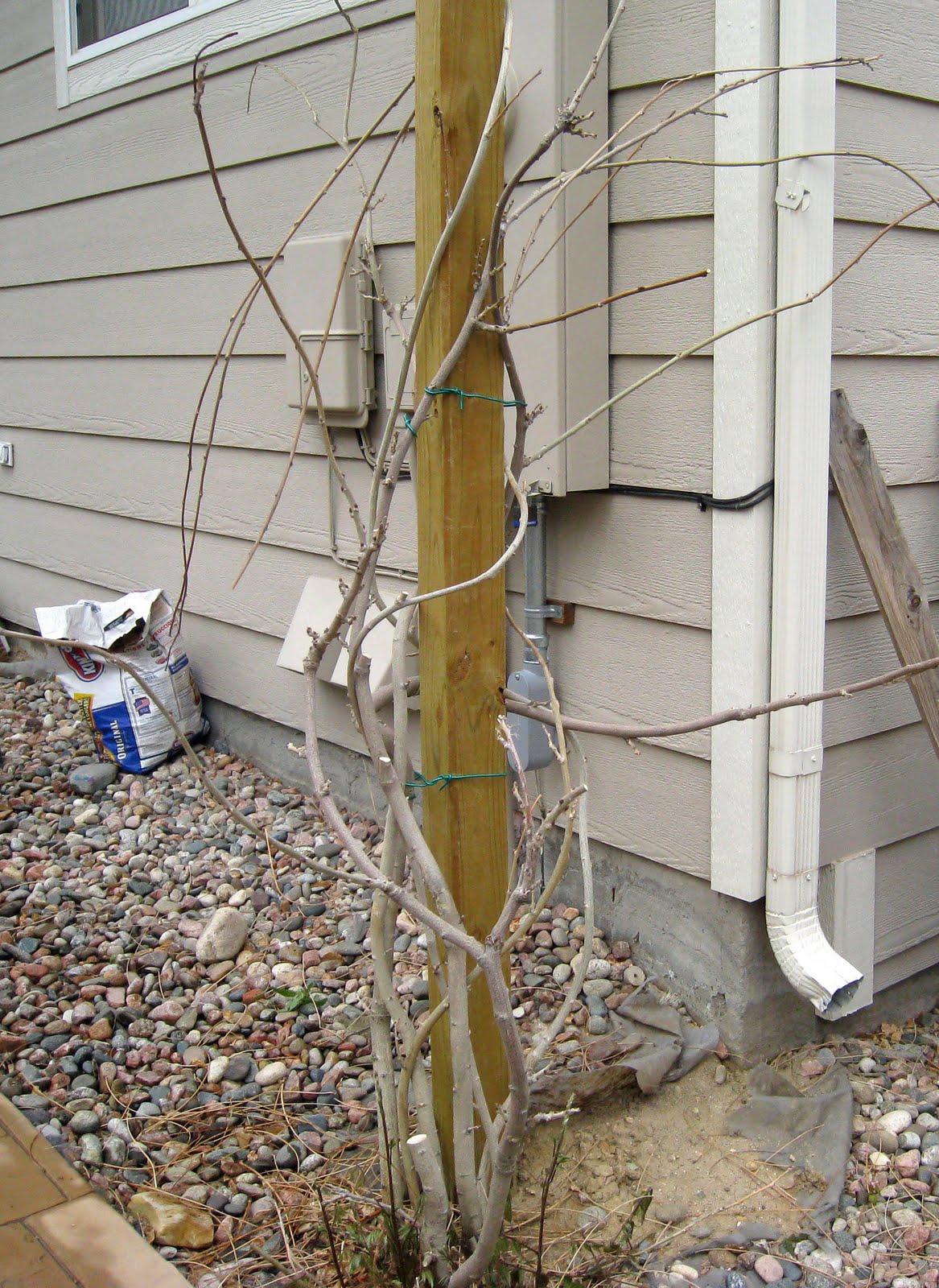 Wisteria Pruning