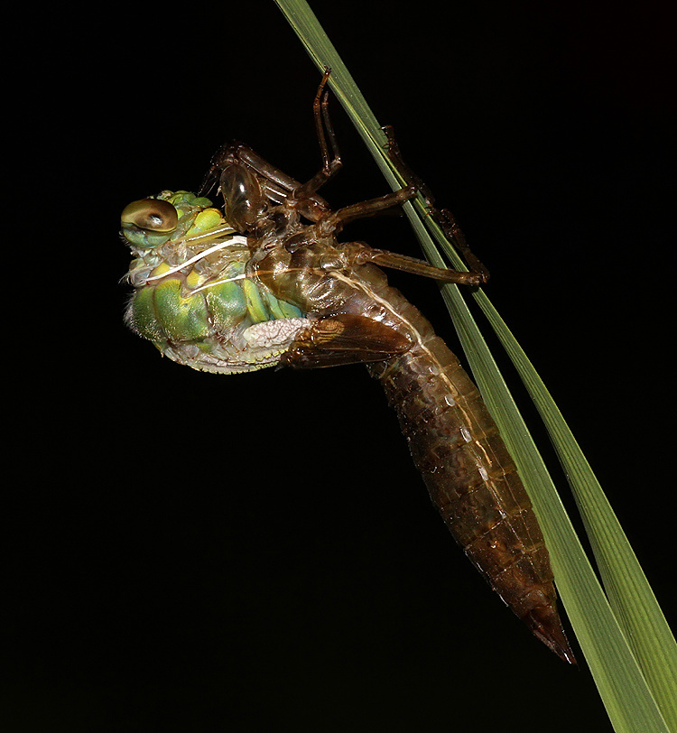 Kent Dragonflies In the Still of the Night!
