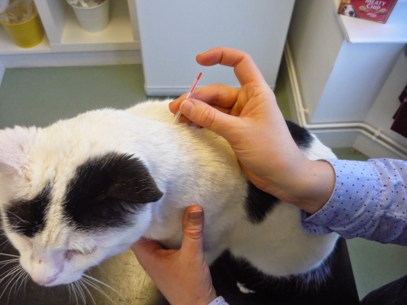 Acupuncture for cats at Broad Lane Vets