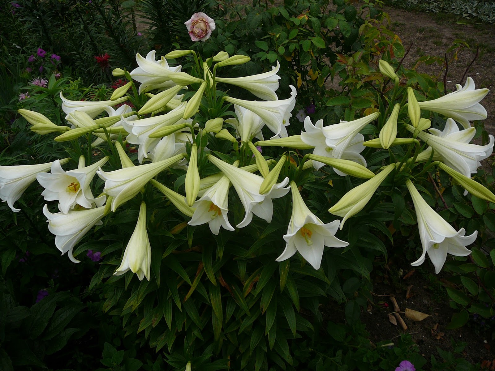 CERAMIKA I OGRÓD_ MAORYSKA LILIUM LONGIFLORUM