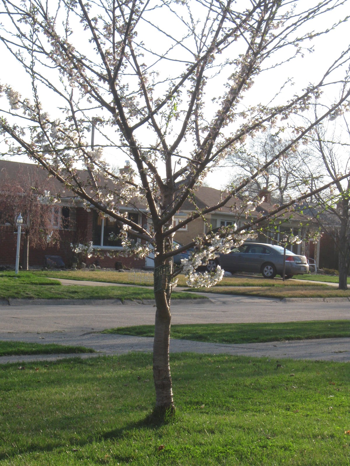 My Front Yard Garden (2012) | The Real Myfarm