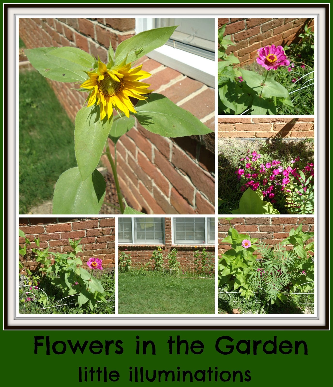 little illuminations: How Does Your Garden Grow? Learning About Plants