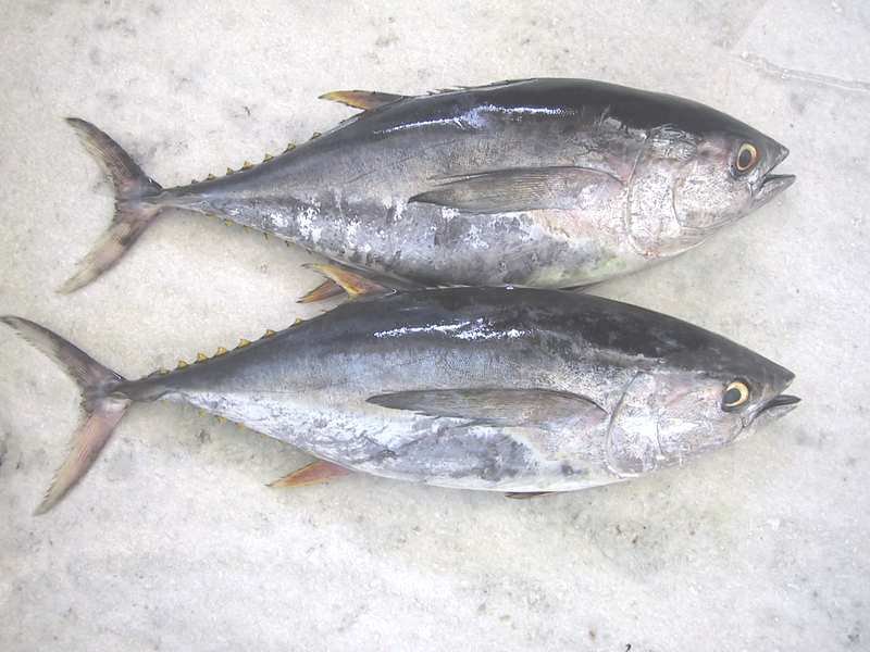 tuna fish fish r tuna fish and giant tuna fish fish r tuna fish and giant
