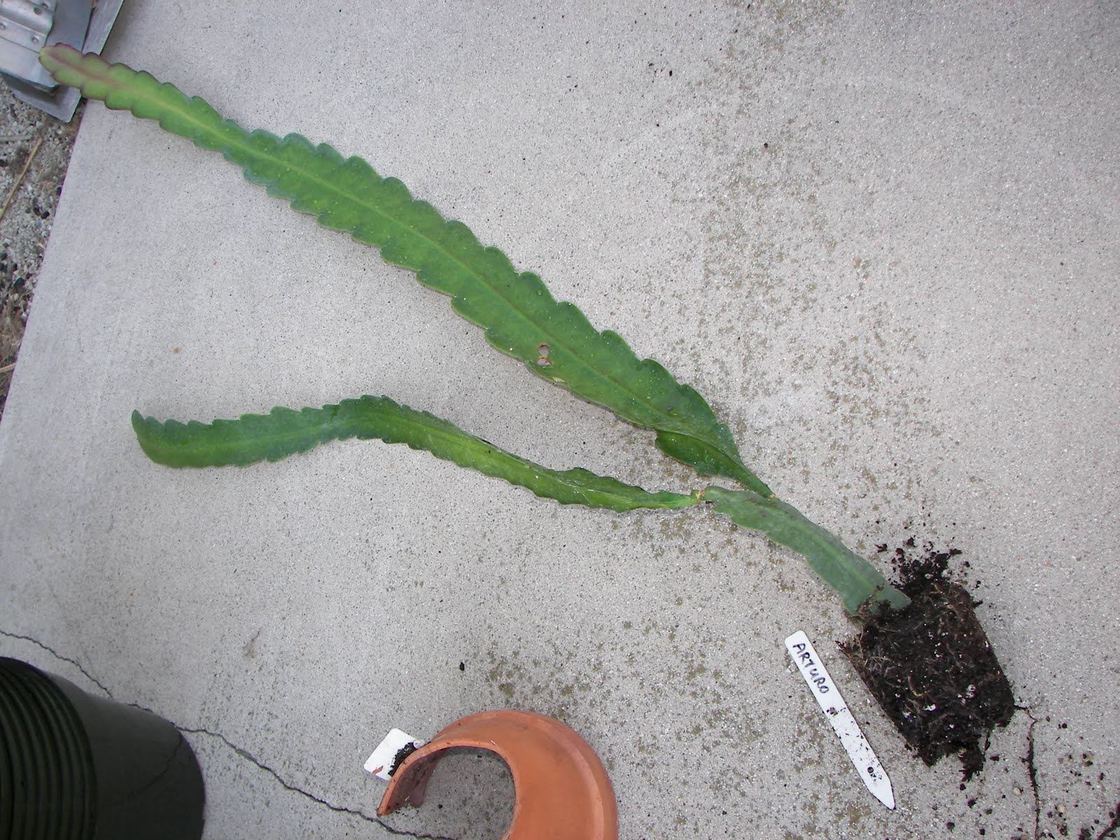 The Epiphyllum Garden Repotting