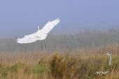 Grande aigrette blanche