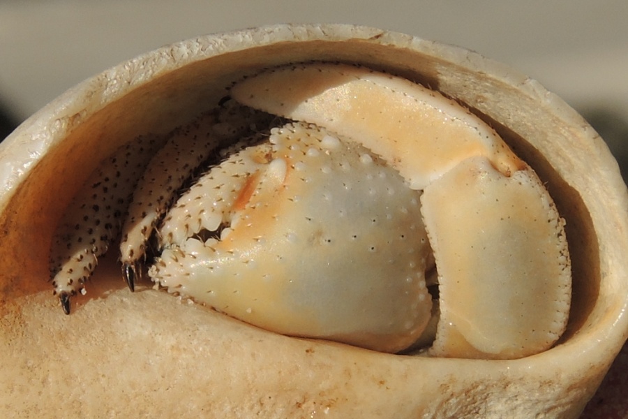 Queensland Coast Natural habitat of the Pet Hermit Crab