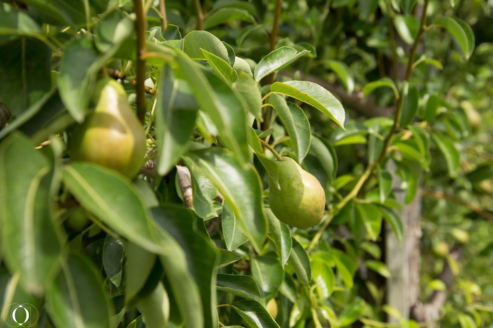 Canada Day 3 Cherry picking, Train riding and Having funning The