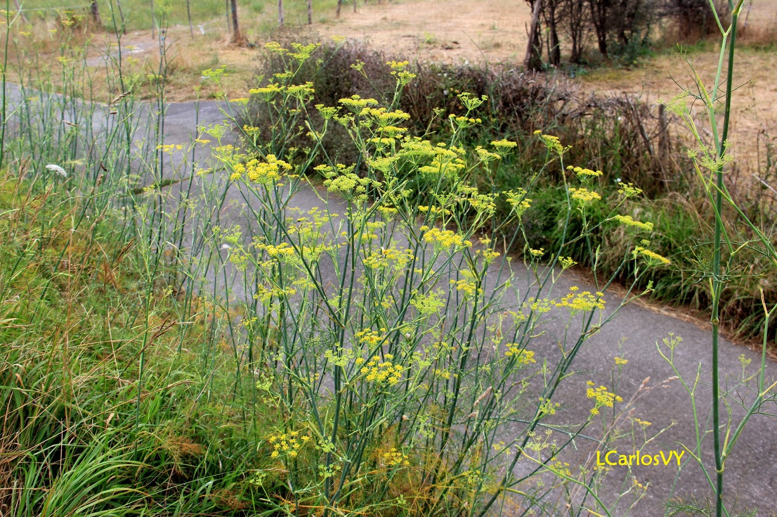 Plantas silvestres de Asturias Hinojo, cenoyu