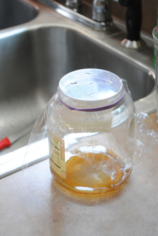 Adventures on Zephyr Hill Farm Fruit Fly Frenzy An Experiment with