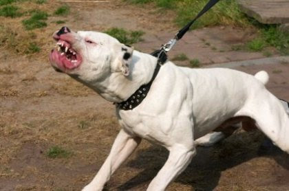 Stop!!!, A Dog Fighting