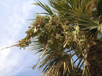 Frutti in Maturazione Frutti in Maturazione Washingtonia robusta
