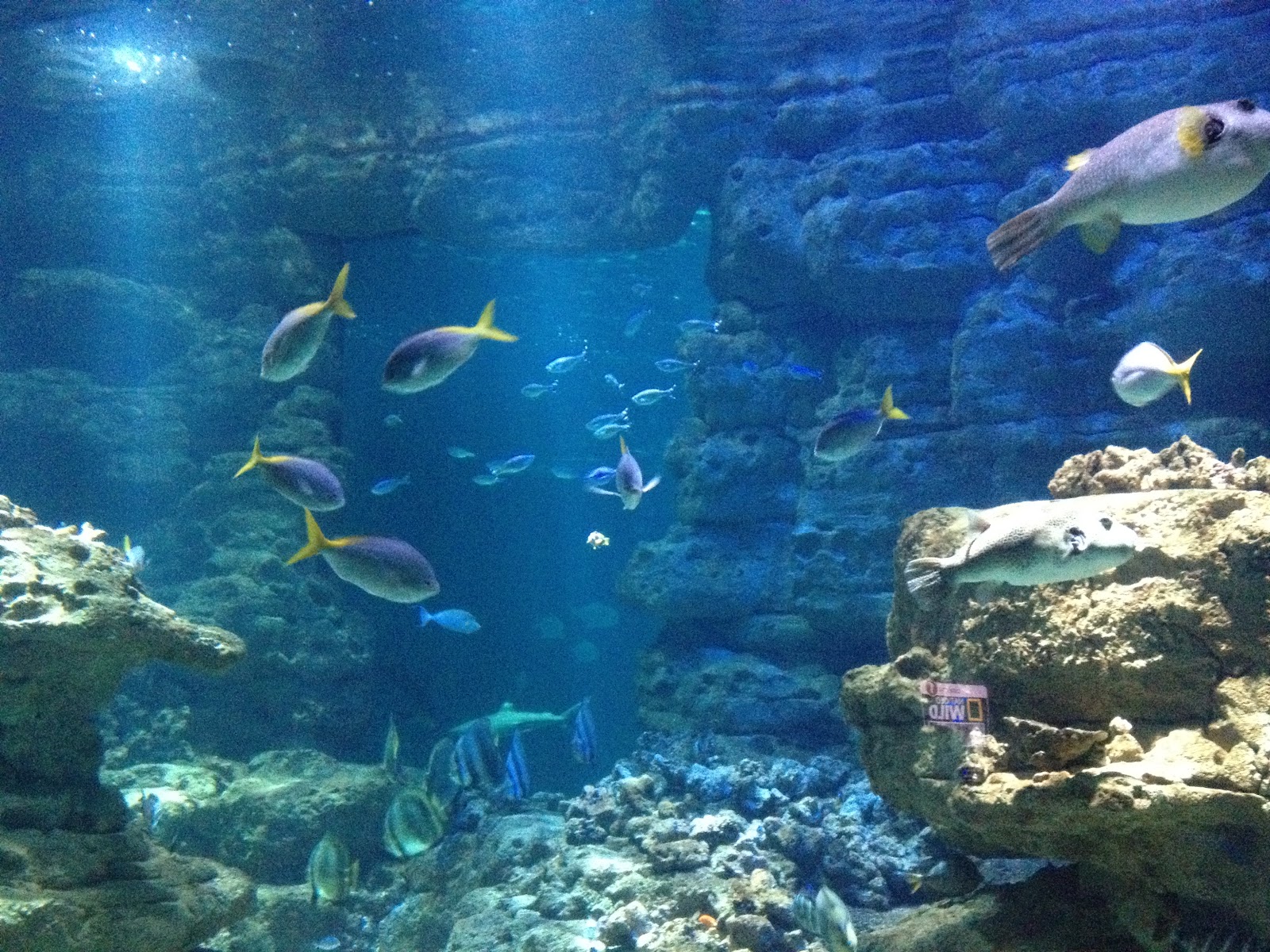 Visite de l'Aquarium de Paris Cuisine et Métissage