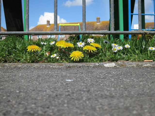 Dandelions and Daisies beneath the railings of a park with children's slide.
