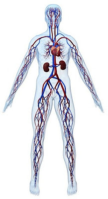 dolaşım sistemi, kardiyovasküler sistem