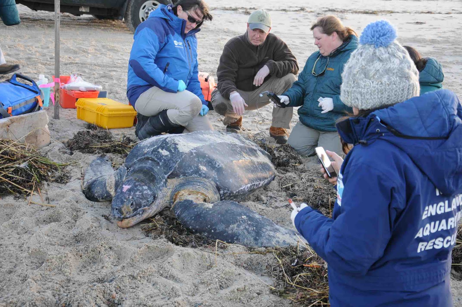 seaturtle rescue seaturtle rescue