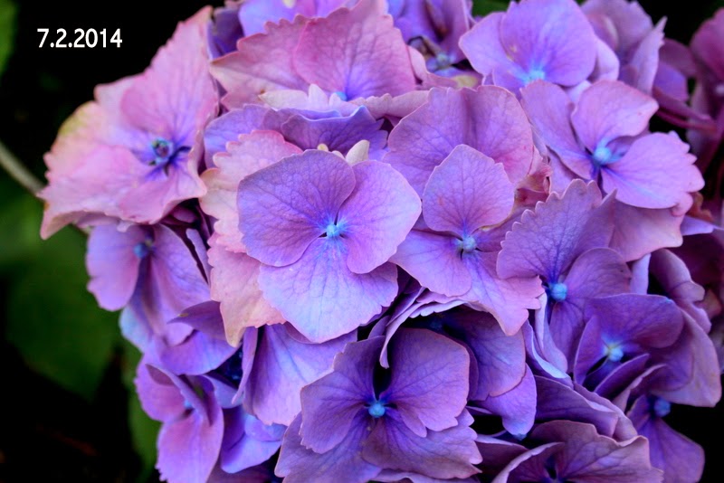 25 Hydrangeas June 2014