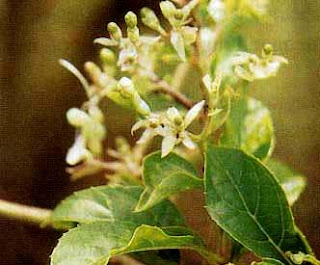 Senggugu (Clerodendron serratum [L.] Spr. )