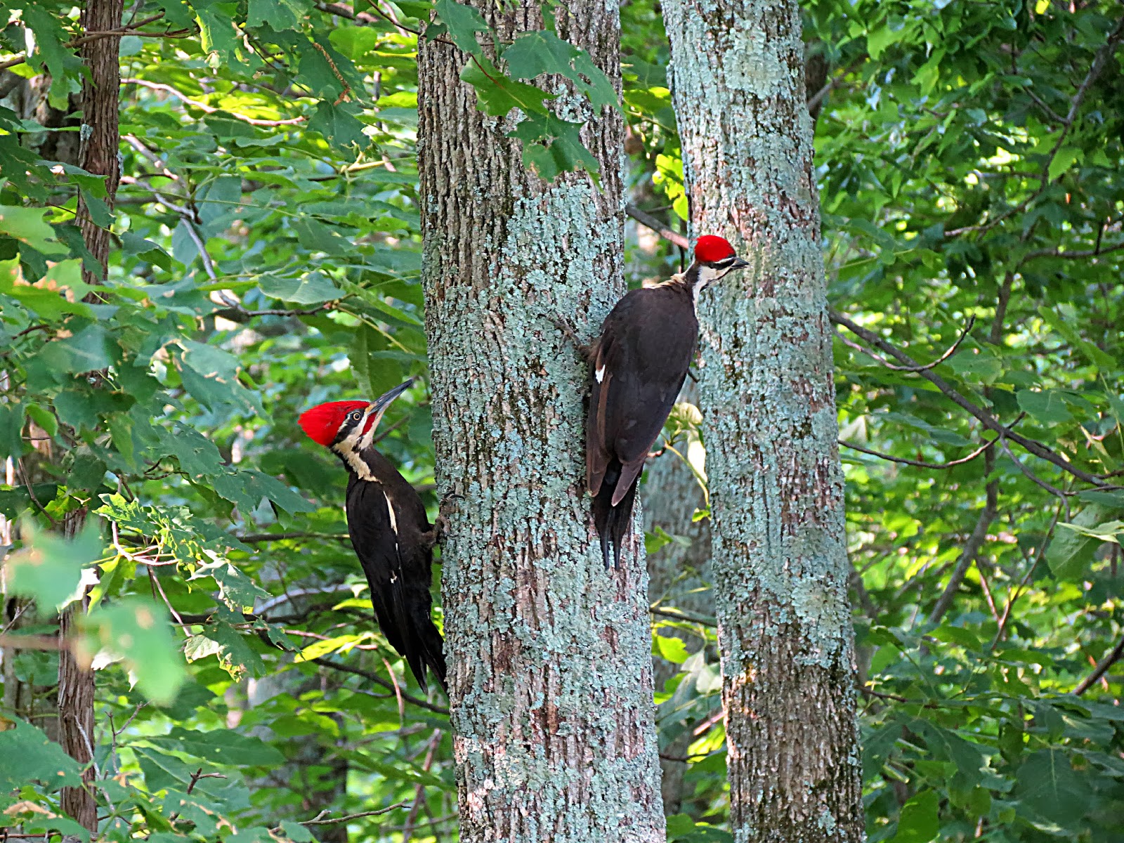 THE BIRD HOUSE: PILEATED WOODPECKERS: 05/20/2012